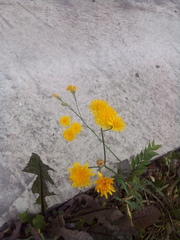 Scorzoneroides autumnalis