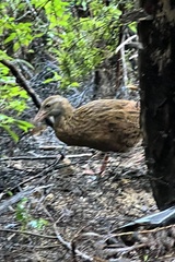 Gallirallus australis australis