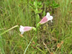 Centranthera cochinchinensis
