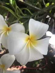 Plumeria