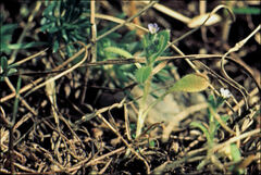 Myosotis ramosissima