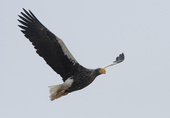 Haliaeetus pelagicus
