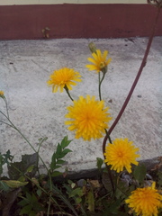 Scorzoneroides autumnalis