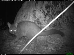 Trichosurus vulpecula hypoleucus