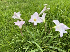 Zephyranthes robusta