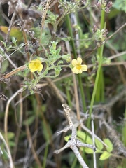 Jamesbrittenia micrantha