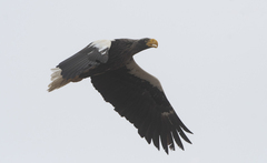 Haliaeetus pelagicus