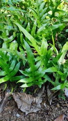 Microsorum scolopendria