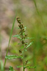 Gamochaeta americana