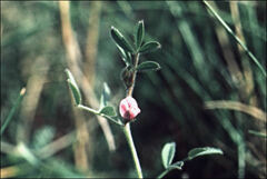 Vicia lathyroides