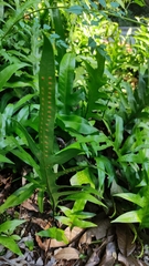 Microsorum scolopendria