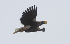 Haliaeetus pelagicus