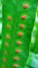 Microsorum scolopendria