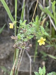 Jamesbrittenia micrantha