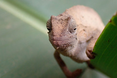 Chamaeleonidae