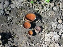 Dumontinia tuberosa