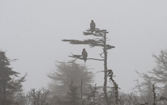 Haliaeetus pelagicus