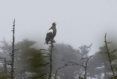 Haliaeetus pelagicus