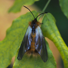 Pryeria sinica