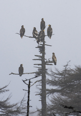 Haliaeetus pelagicus