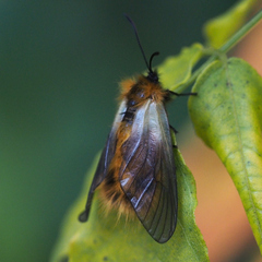 Pryeria sinica