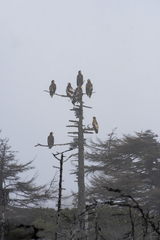 Haliaeetus pelagicus
