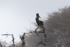 Haliaeetus pelagicus