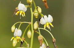 Dianella tasmanica