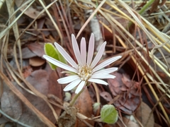 Gerbera viridifolia