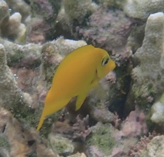 Acanthuridae
