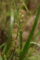 Dianella tasmanica