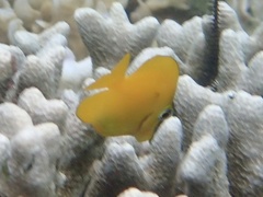 Acanthuridae