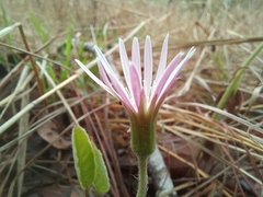 Gerbera viridifolia