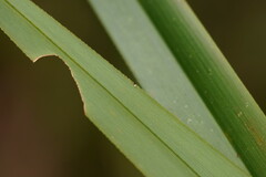 Dianella tasmanica