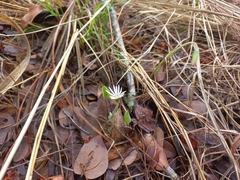 Gerbera viridifolia