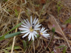 Gerbera viridifolia