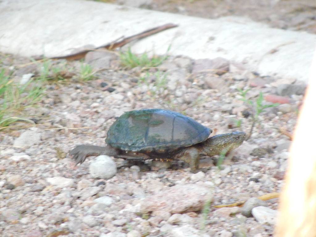 Mexican Plateau Mud Turtle