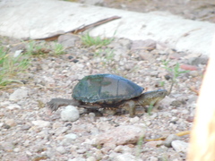 Big Bend Mud Turtle (Subspecies Kinosternon hirtipes murrayi