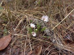 Gerbera viridifolia