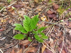 Gerbera viridifolia