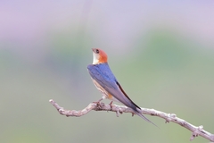 Cecropis cucullata