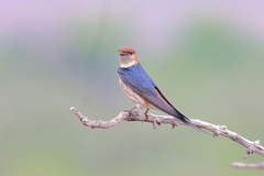 Cecropis cucullata