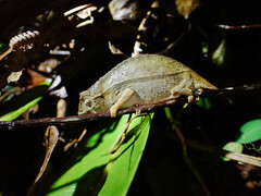 Chamaeleonidae