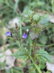 Veronica plebeia