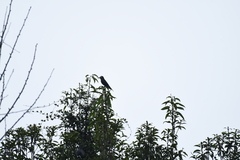Hypsipetes leucocephalus