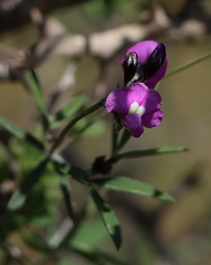 Glycine rubiginosa