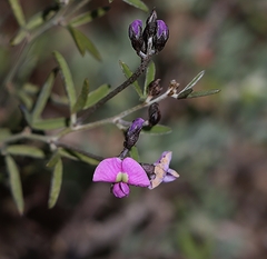 Glycine rubiginosa