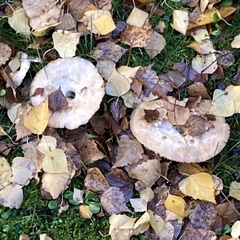 Lactarius glyciosmus
