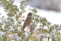 Emberiza cioides