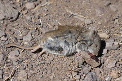 Abrothrix andina